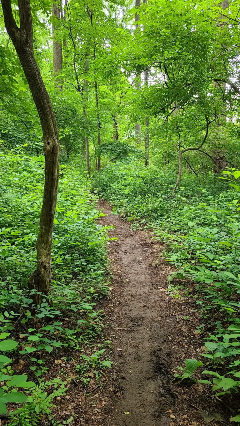 Willisbrook Preserve