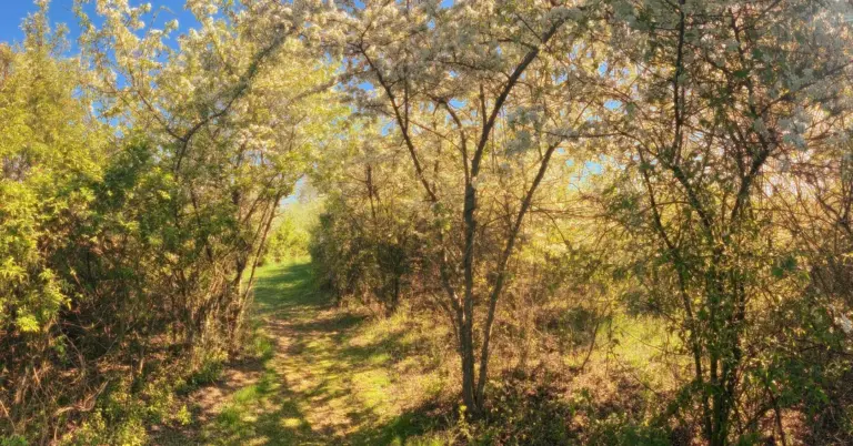 newtown-meadow-preserve